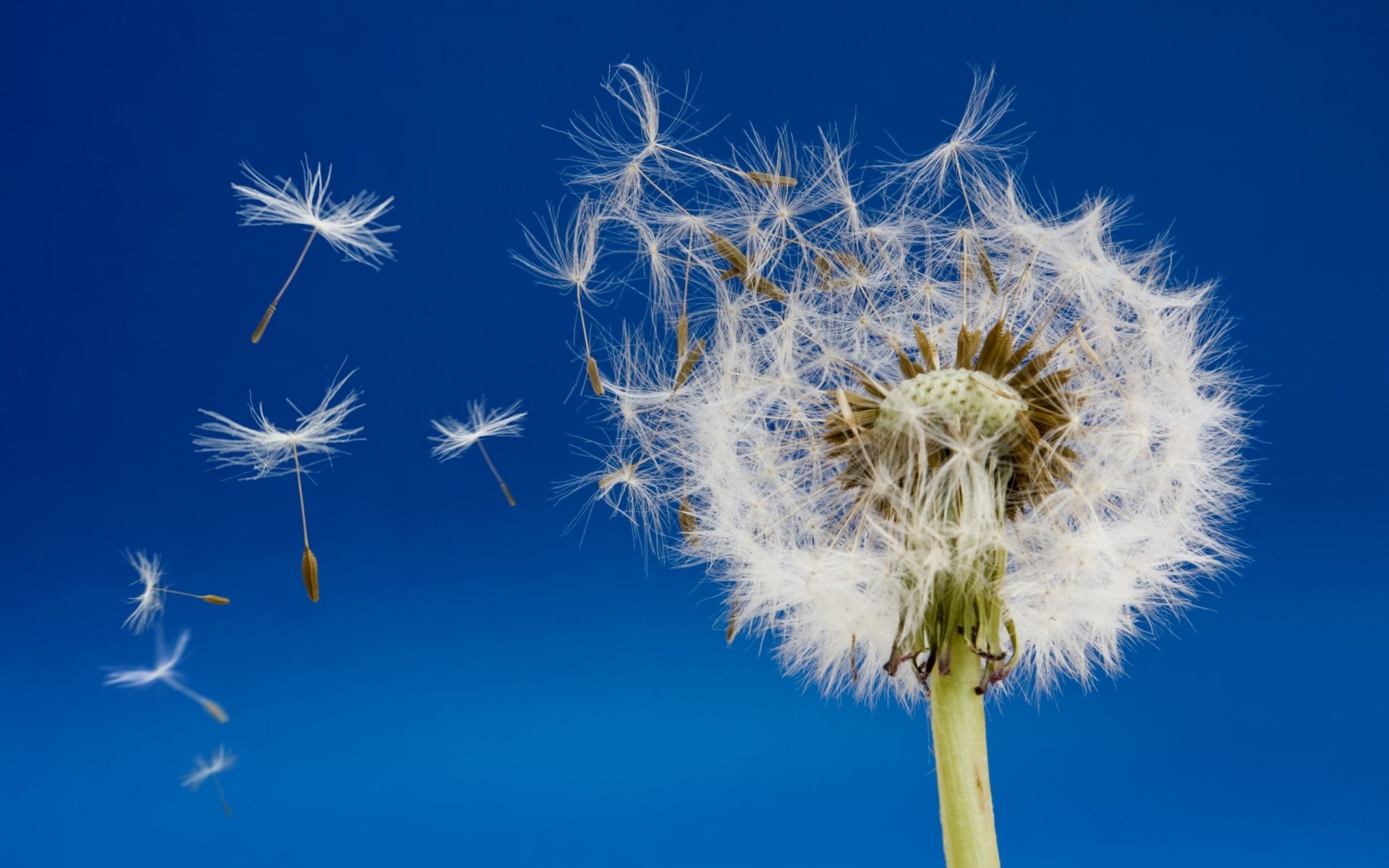 el cielo diente de león vuela