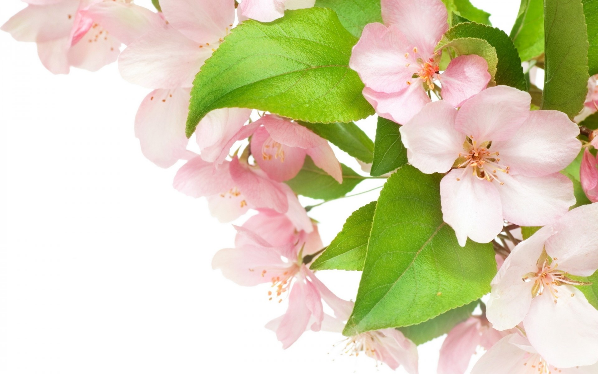 pink white petals beauty apple delicate flowers spring flowering apple tree