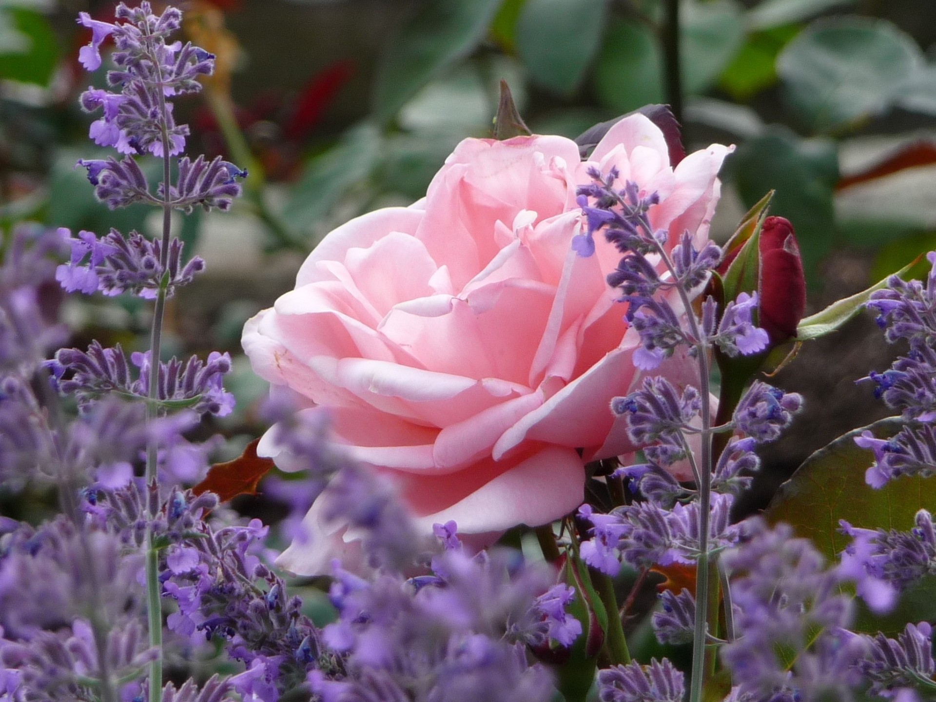 rose lilac bud