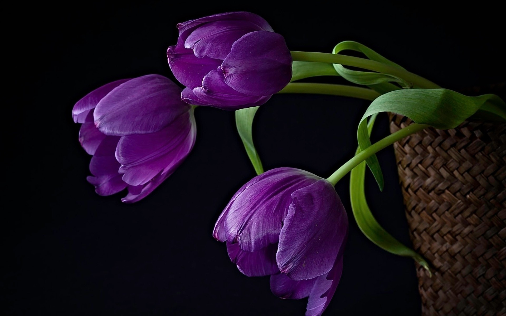 bukiet czarne tło tulipany