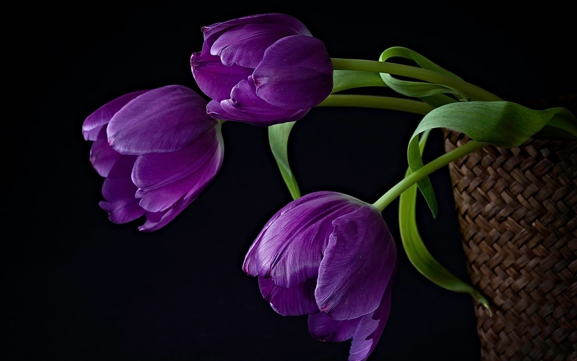 bouquet fond noir tulipes