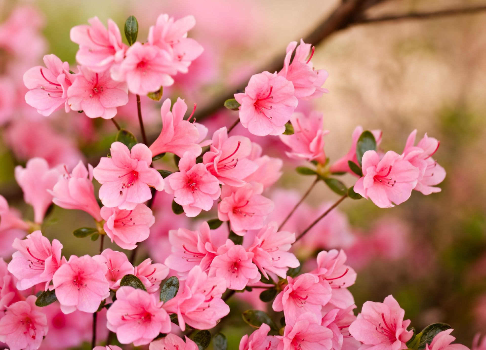 rosa blumen blütenblätter frühling