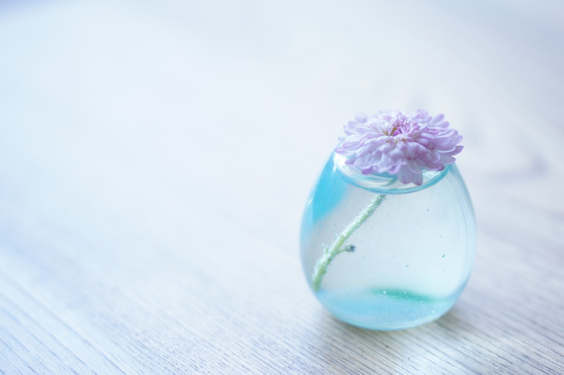 fleur fond vase eau chrysanthème transparent