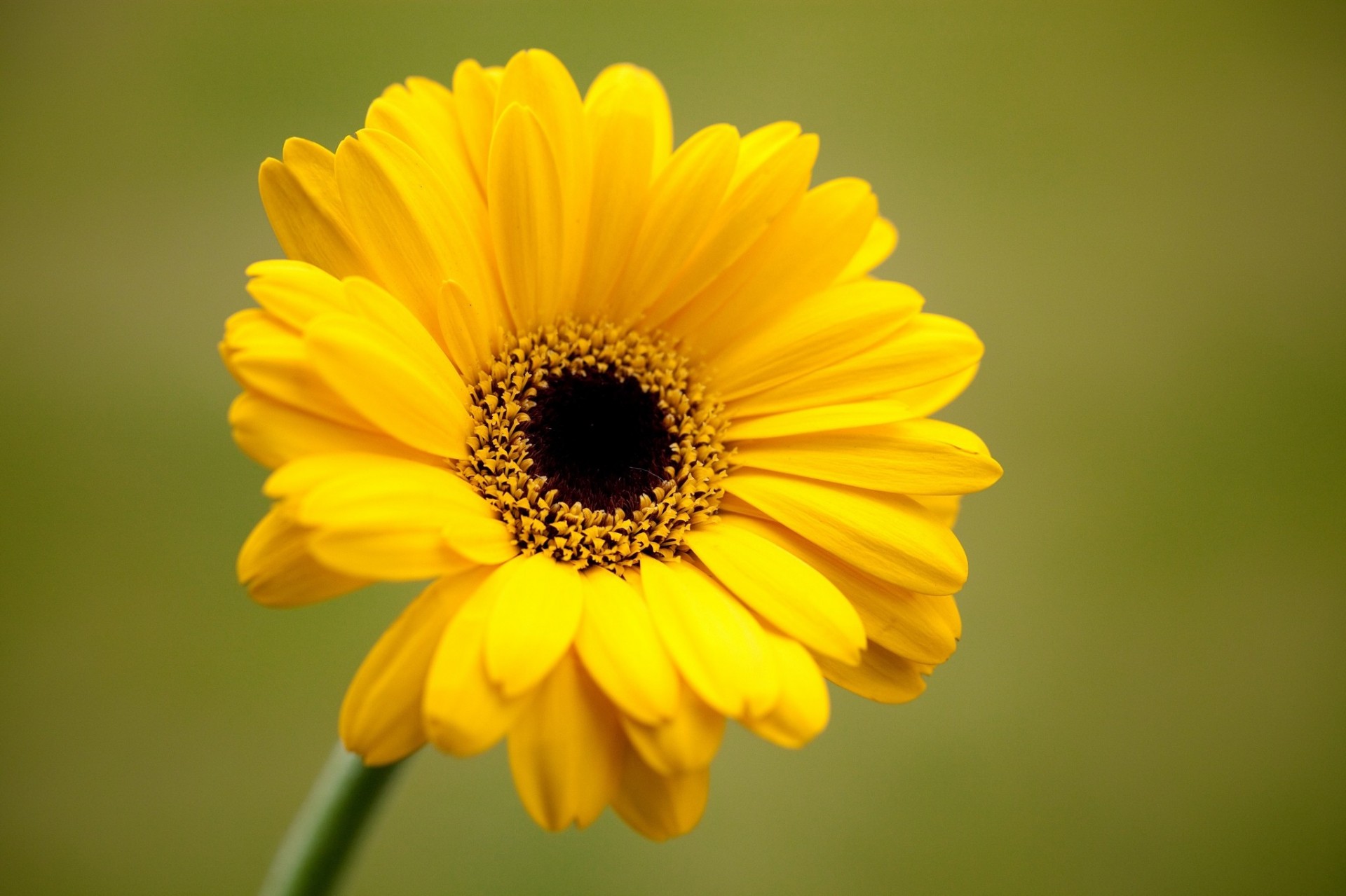 fiore sfondo gerbera giallo verde petali