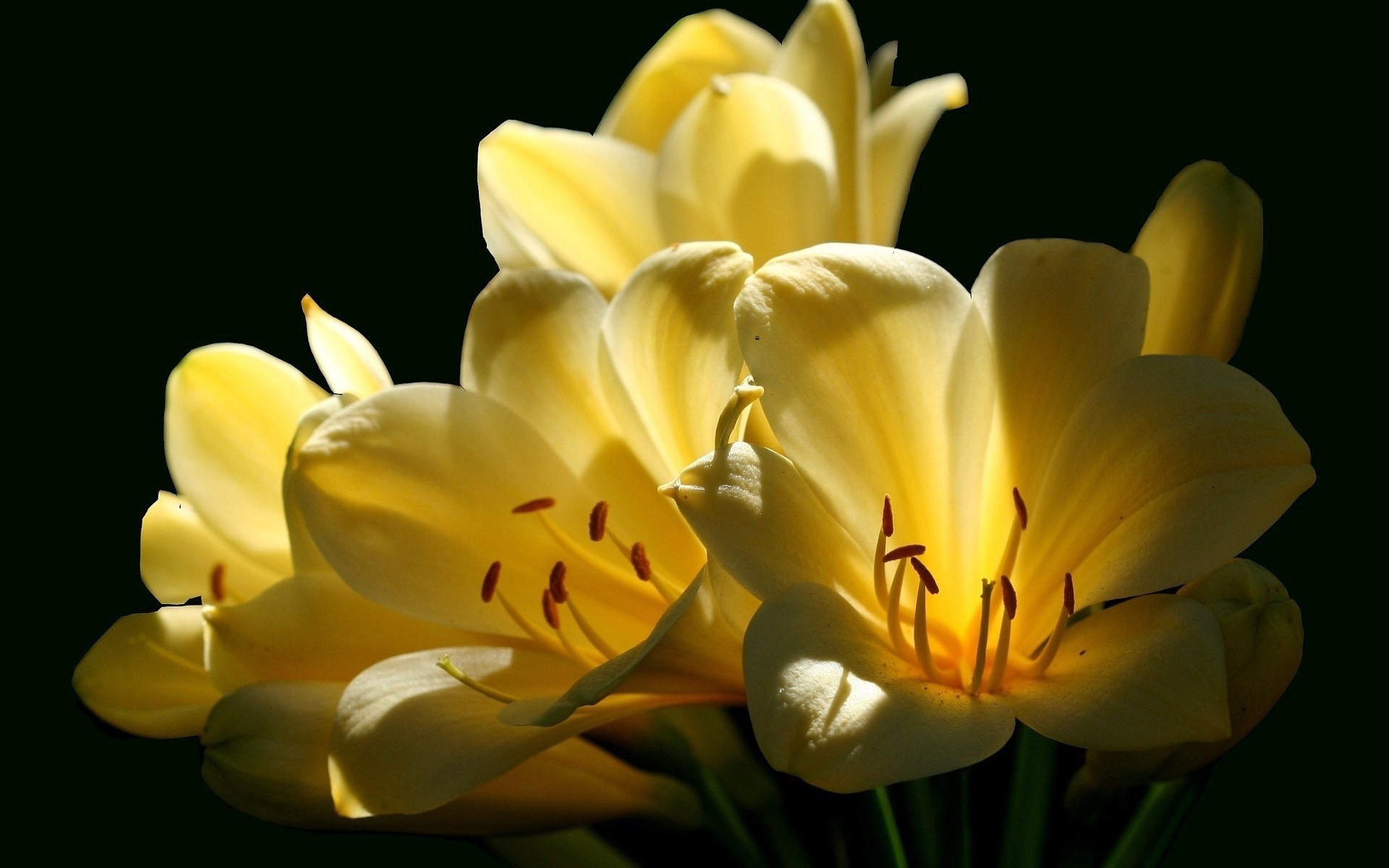 macro fondo negro clivia flores amarillas