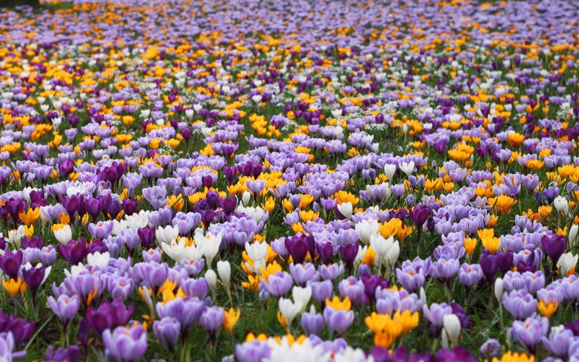 champ tulipes été fleurs nature