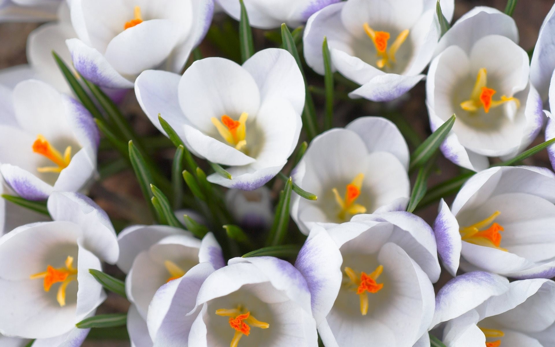 primel blumenstrauß blumen makro frühling weiß makro