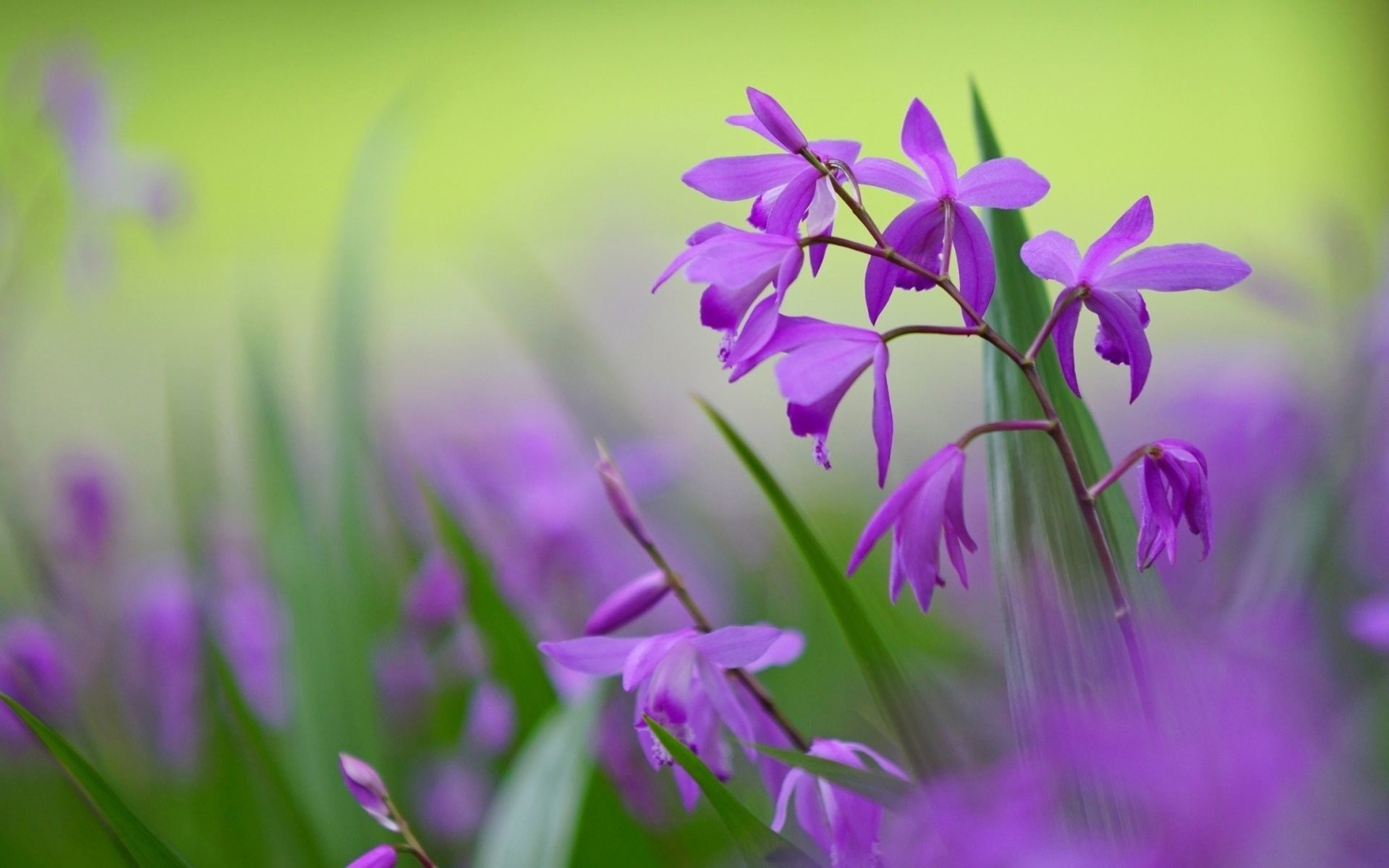 lilac petals bletilla flowers purple