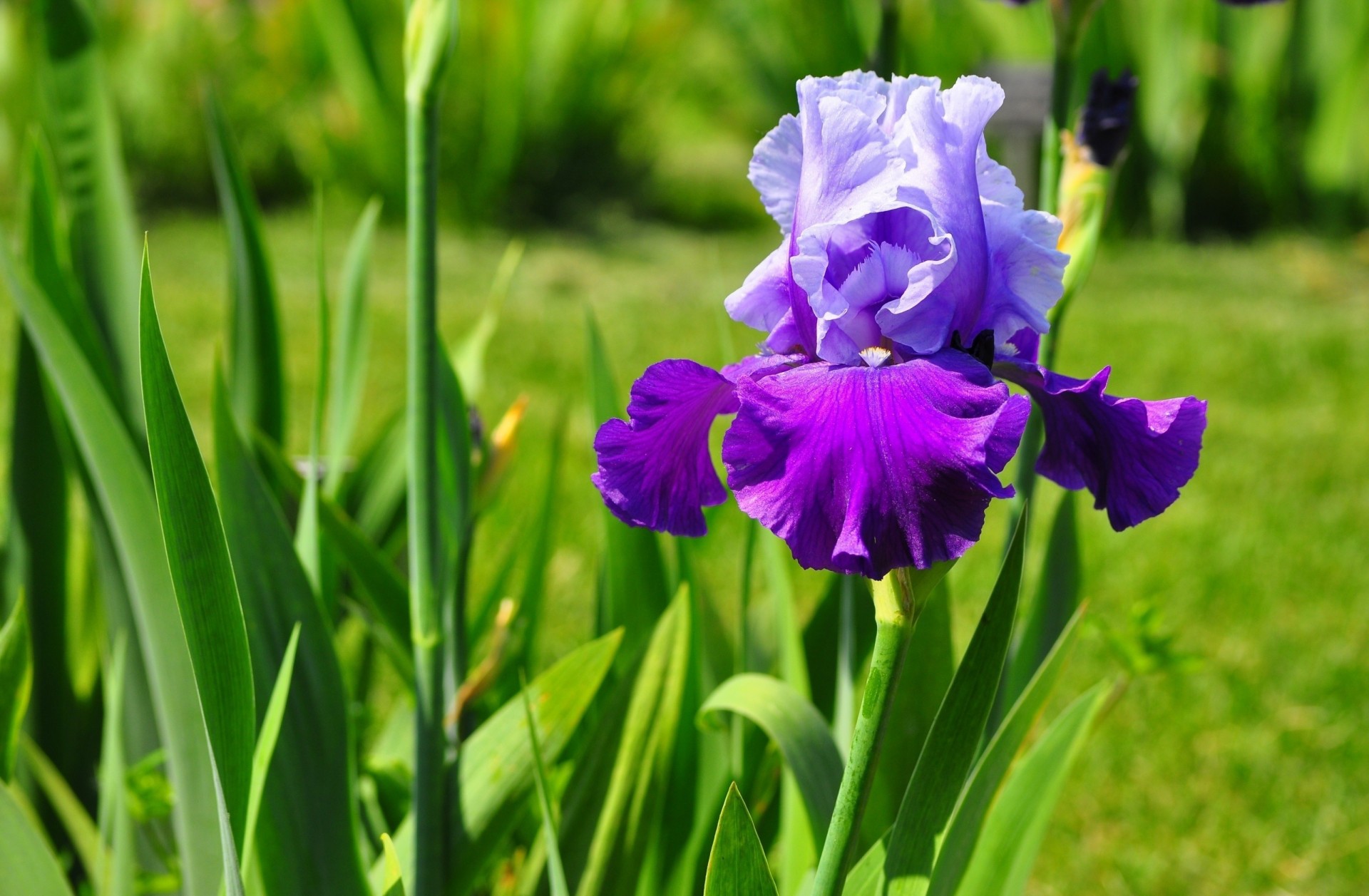 fiore iris petali