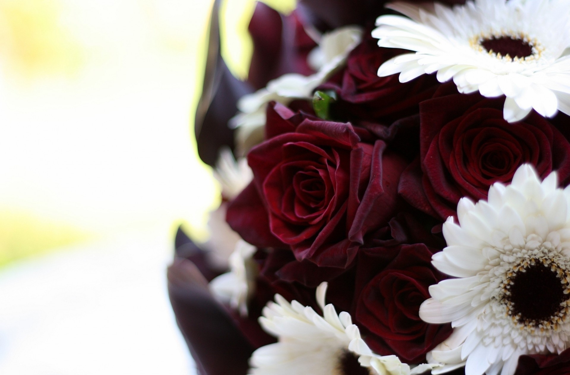 roses bouquet burgundy flower close up white gerbera