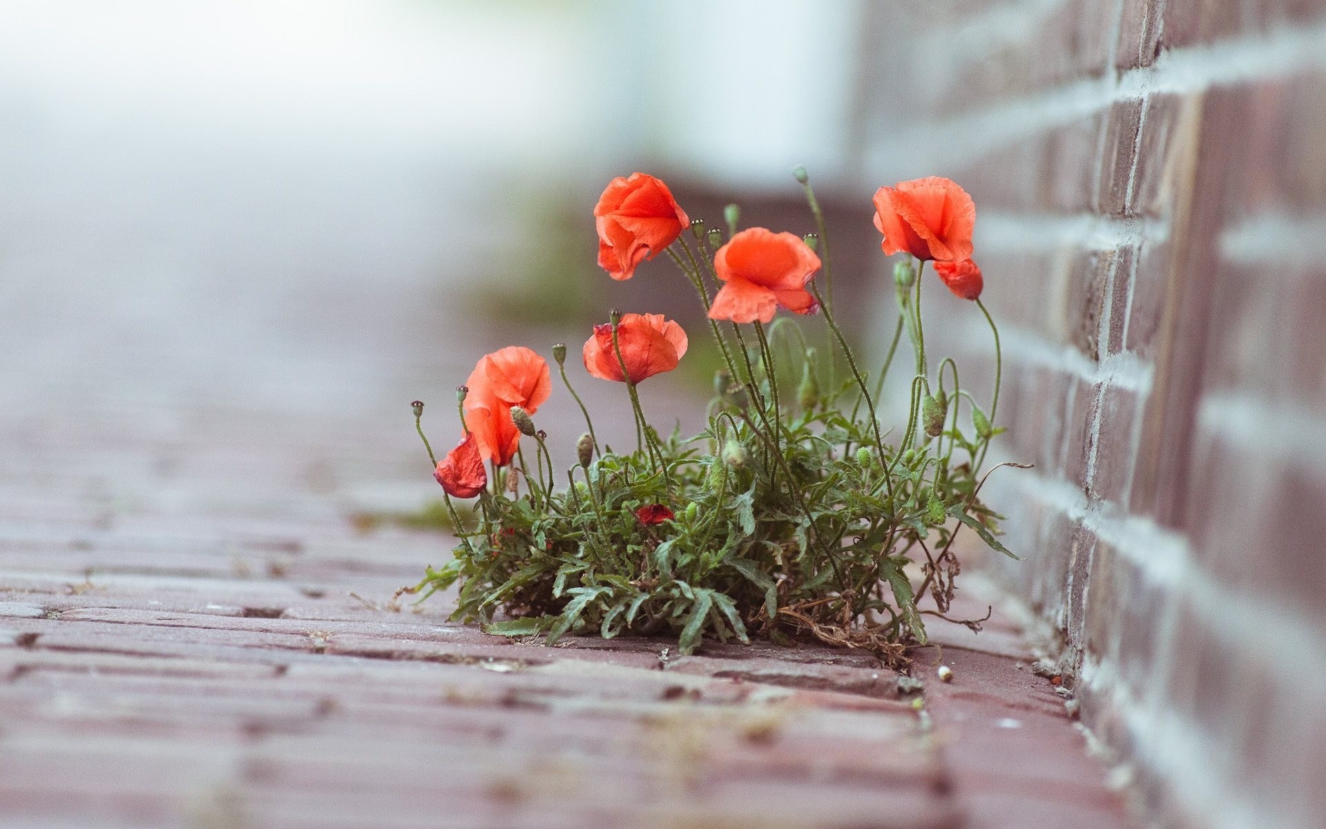 flower poppies plant