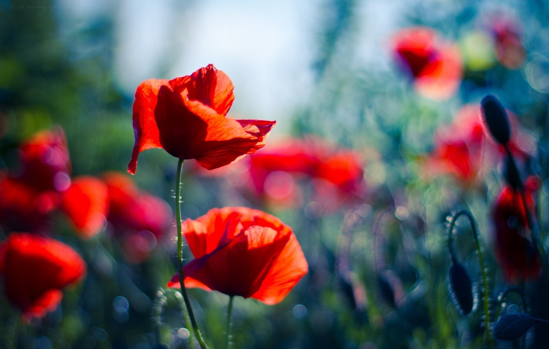 mohnblumen blendung unschärfe rot