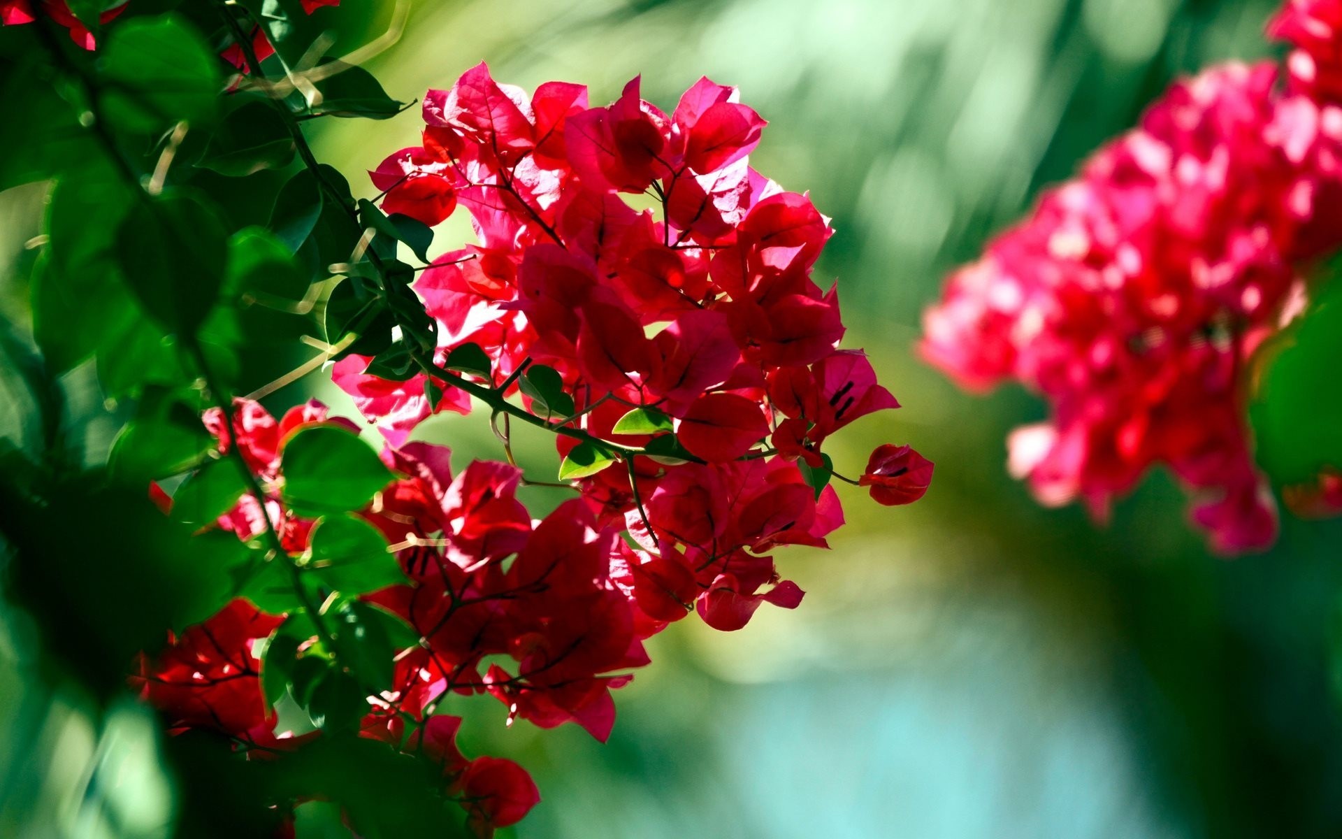 busch blumen bougainvillea