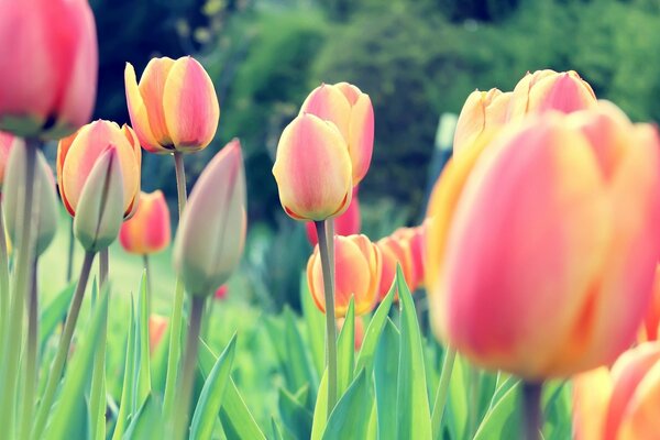 Campo estivo di tulipani chiusi