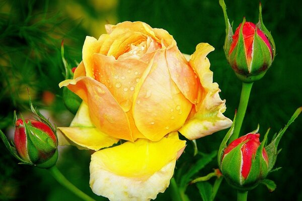 A yellow rose bud on a green background