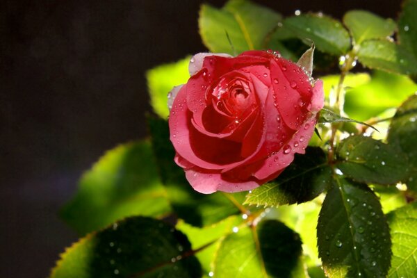 Rosen Blumen der Liebe fällt ein Tautropfen