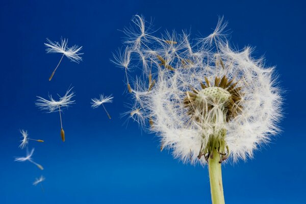 Las semillas de diente de León vuelan contra el cielo