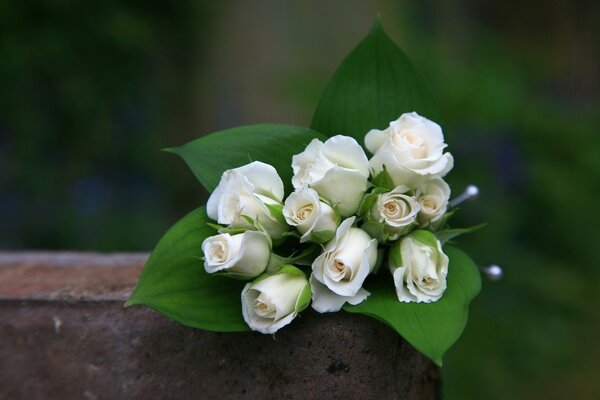 Roses bouquet blanc tout en bourgeons