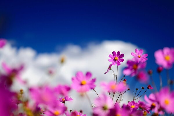 Shooting macro colors on the field