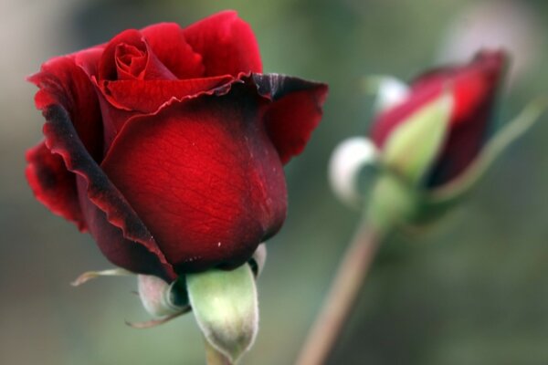 A red rose bud on a blurry background