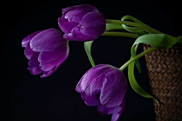 Tulipanes morados en una pierna verde en una cesta de mimbre