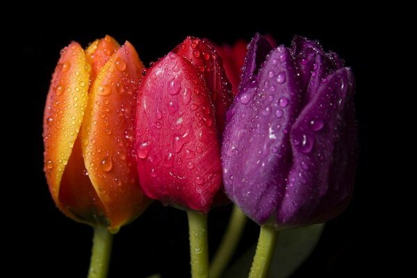 Three multicolored tulips in dew