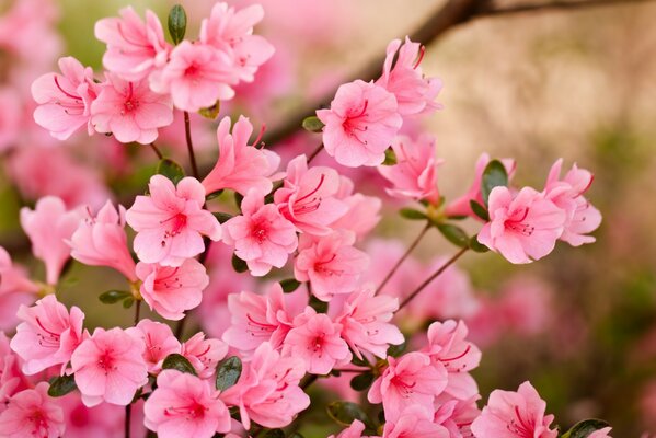A sprig of spring pink flowers