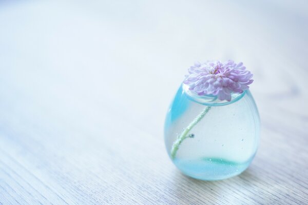 Chrysanthemum in a transparent glass on the table