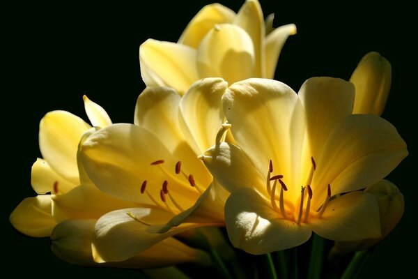 Fleurs jaunes épanouies sur fond noir