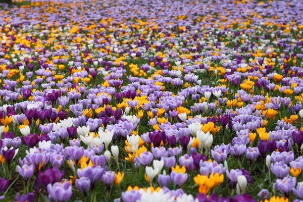 Champ De Tulipes. Fleurs d été