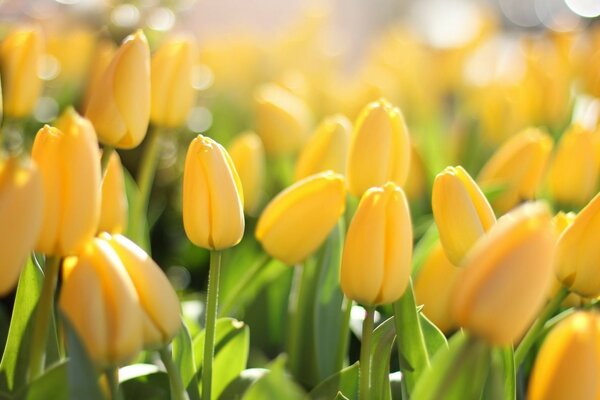 Field of yellow tulip buds