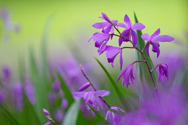 Lila Blütenblätter Blumen lila Farbe