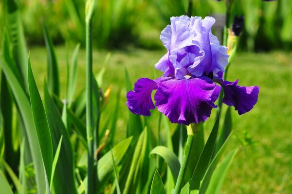 Purple iris on a grass background