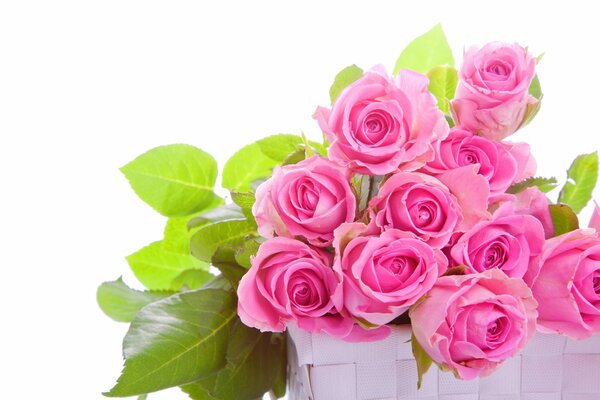 Bouquet of pink roses with buds