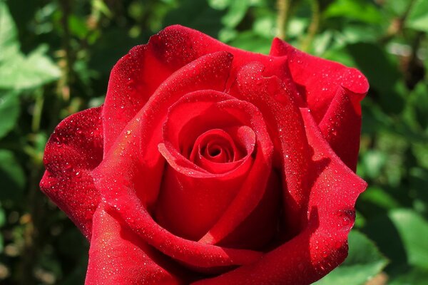 Rose bud falling petal