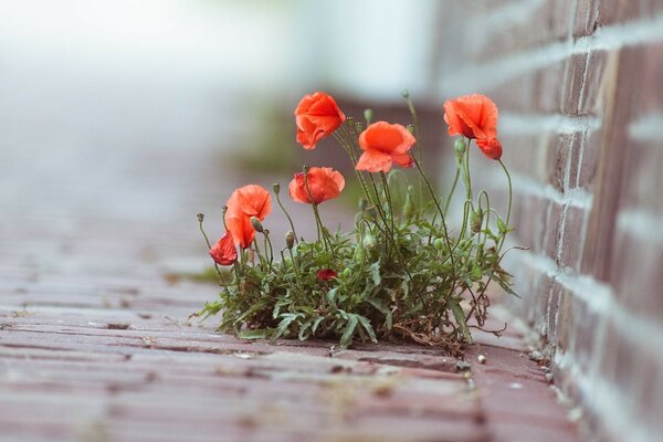 Coquelicots écarlates brillants sur les pierres