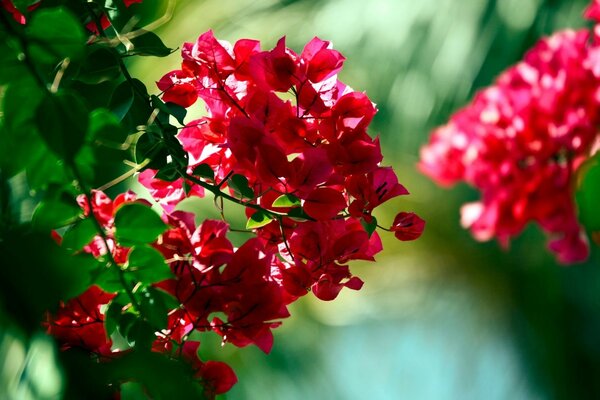 Bush of red bungenvilia flowers