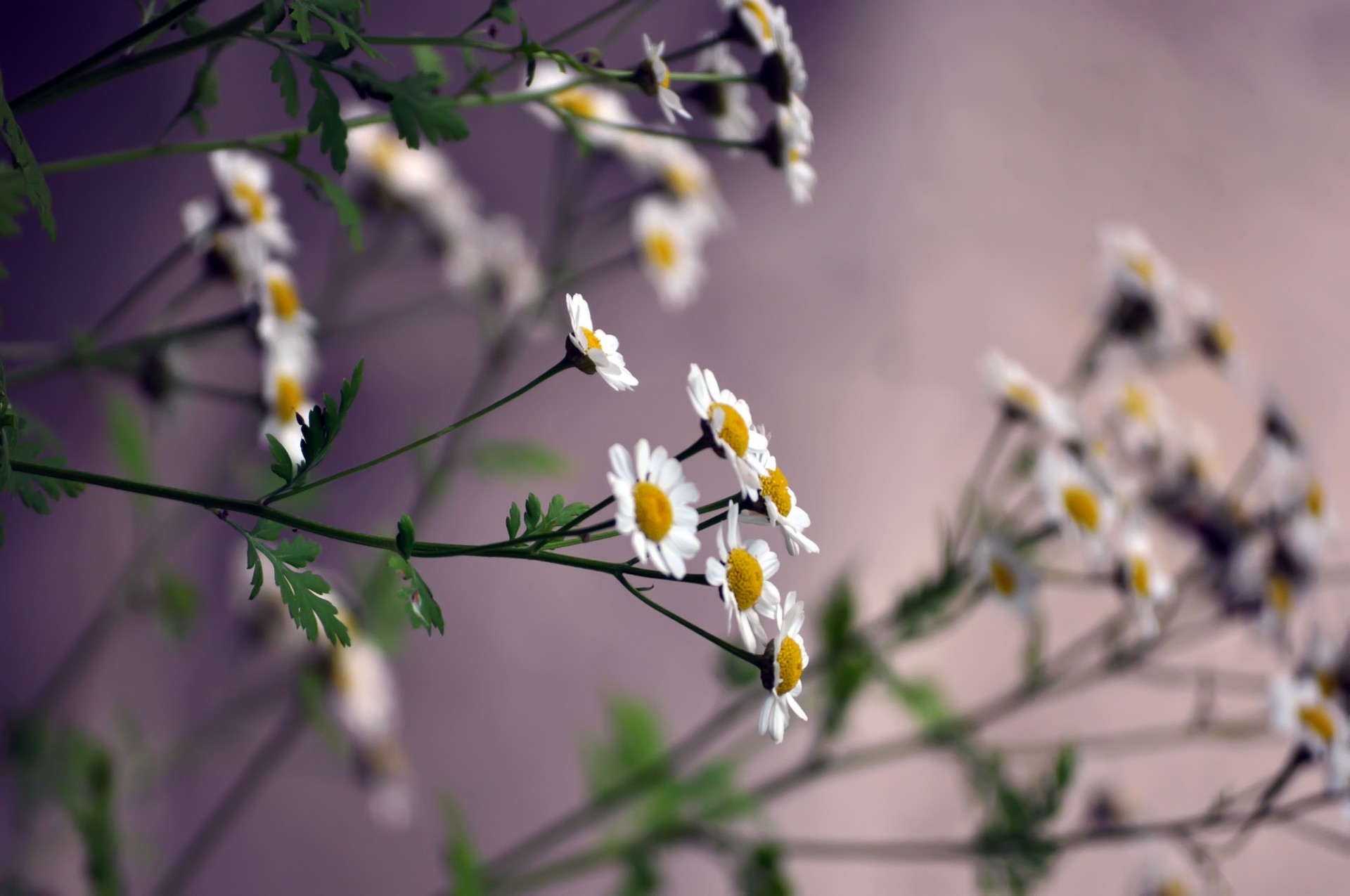 margherite bianco petali gambo