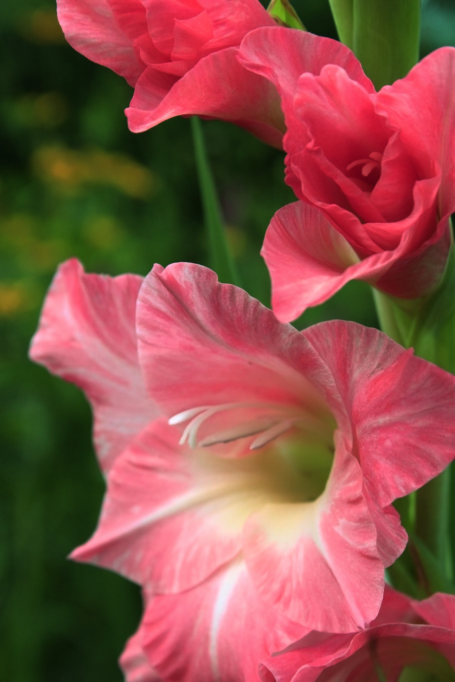 gladiolus schön blumen