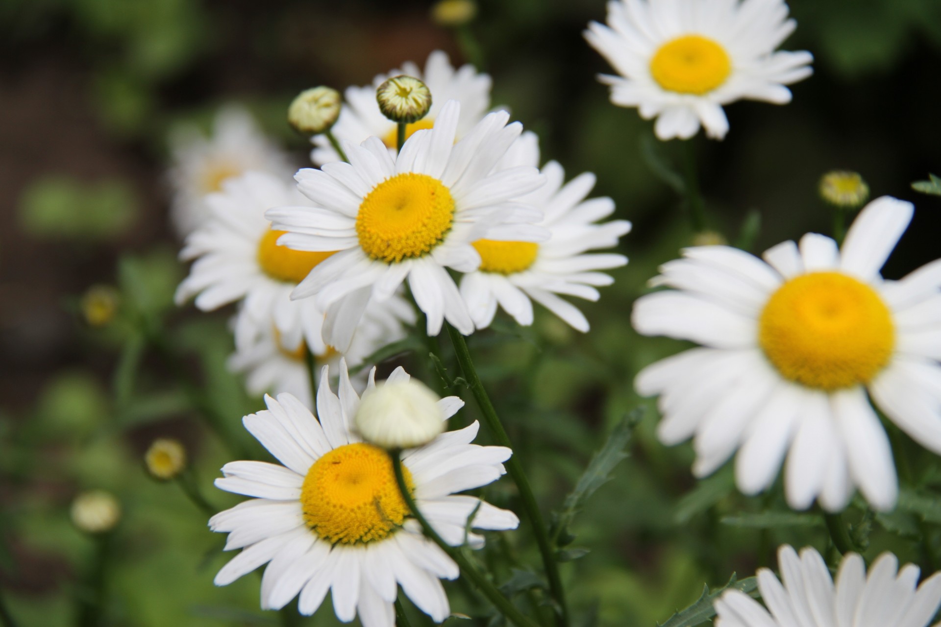 marguerites beauté fleurs verdure blanc