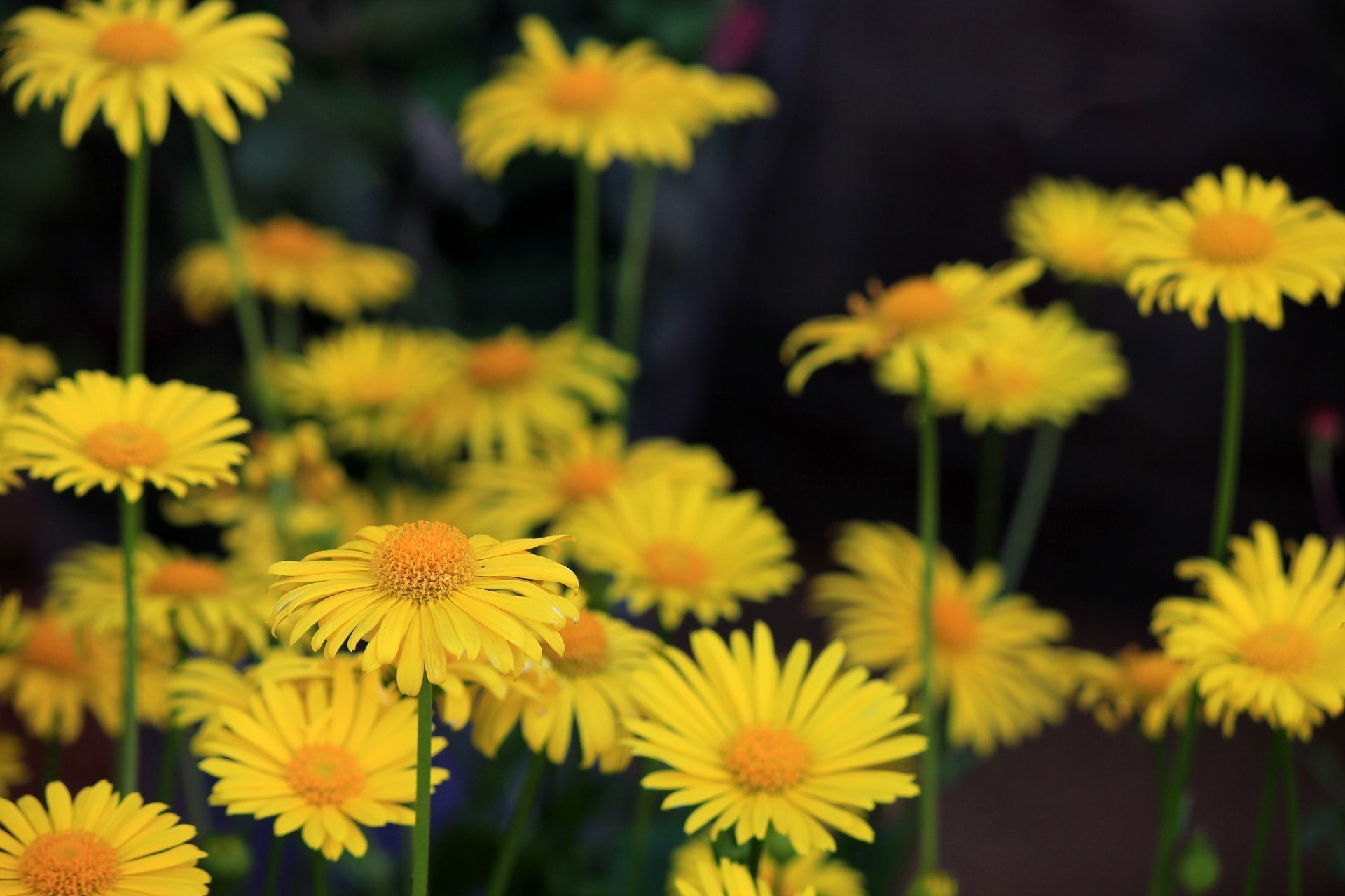 fiori giallo