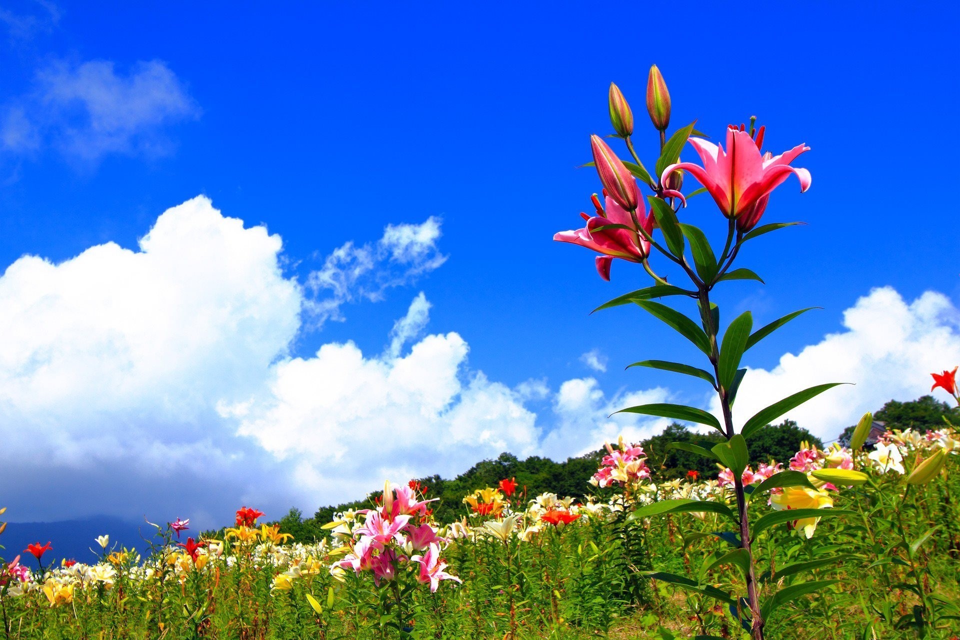 campo cielo verano flores