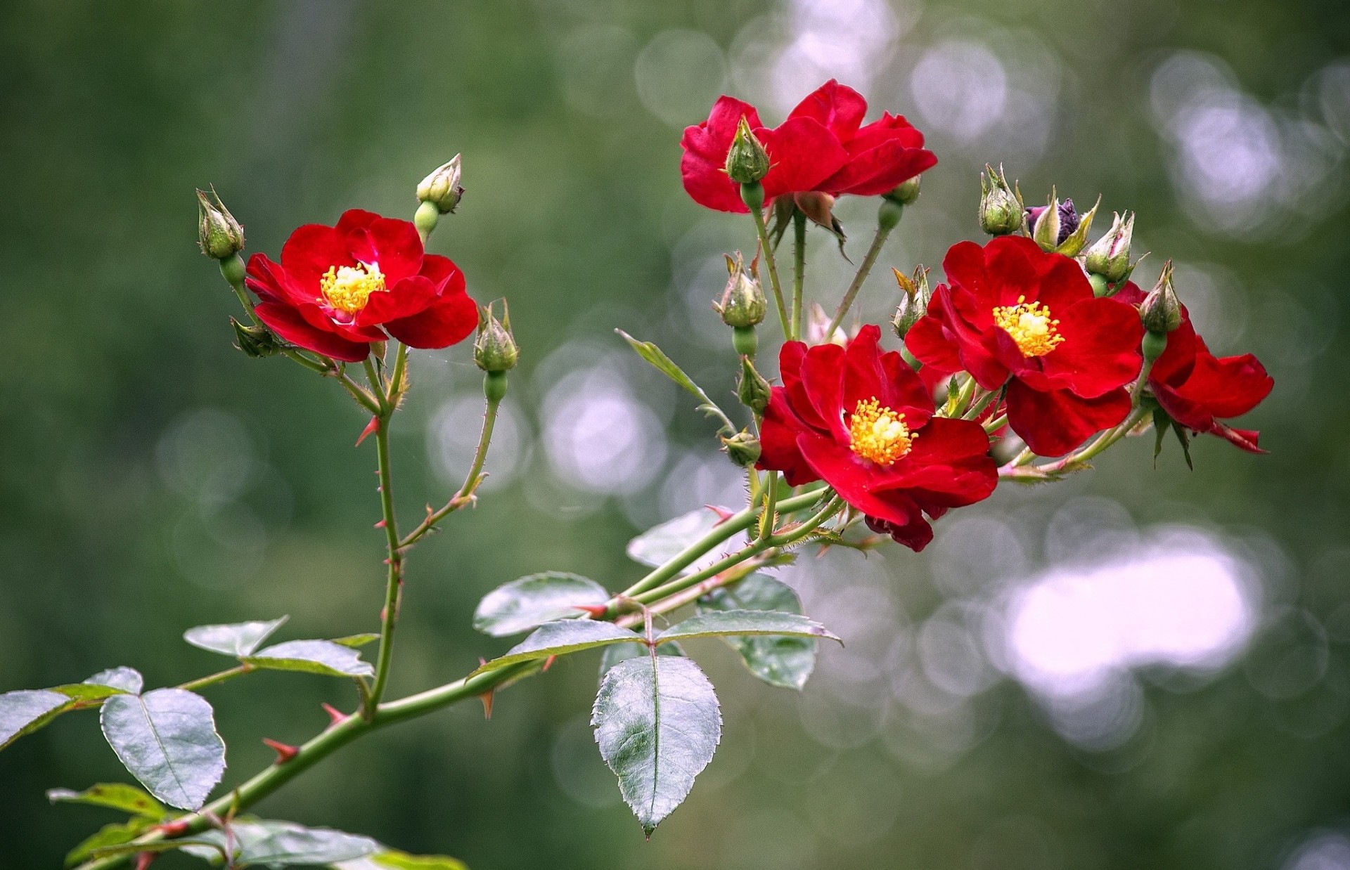 buds roses branch