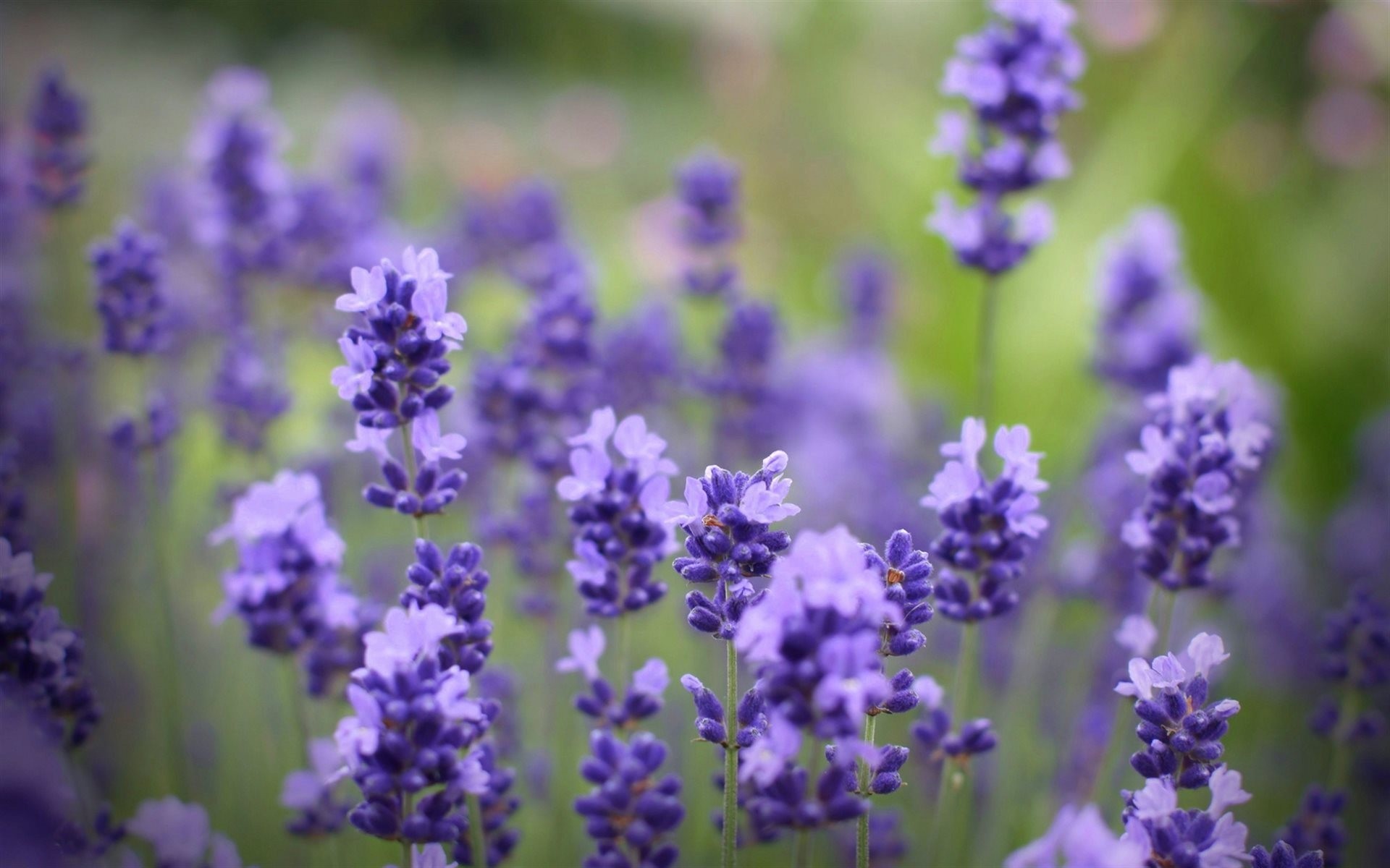 flou fleurs flou tendresse lilas tendre