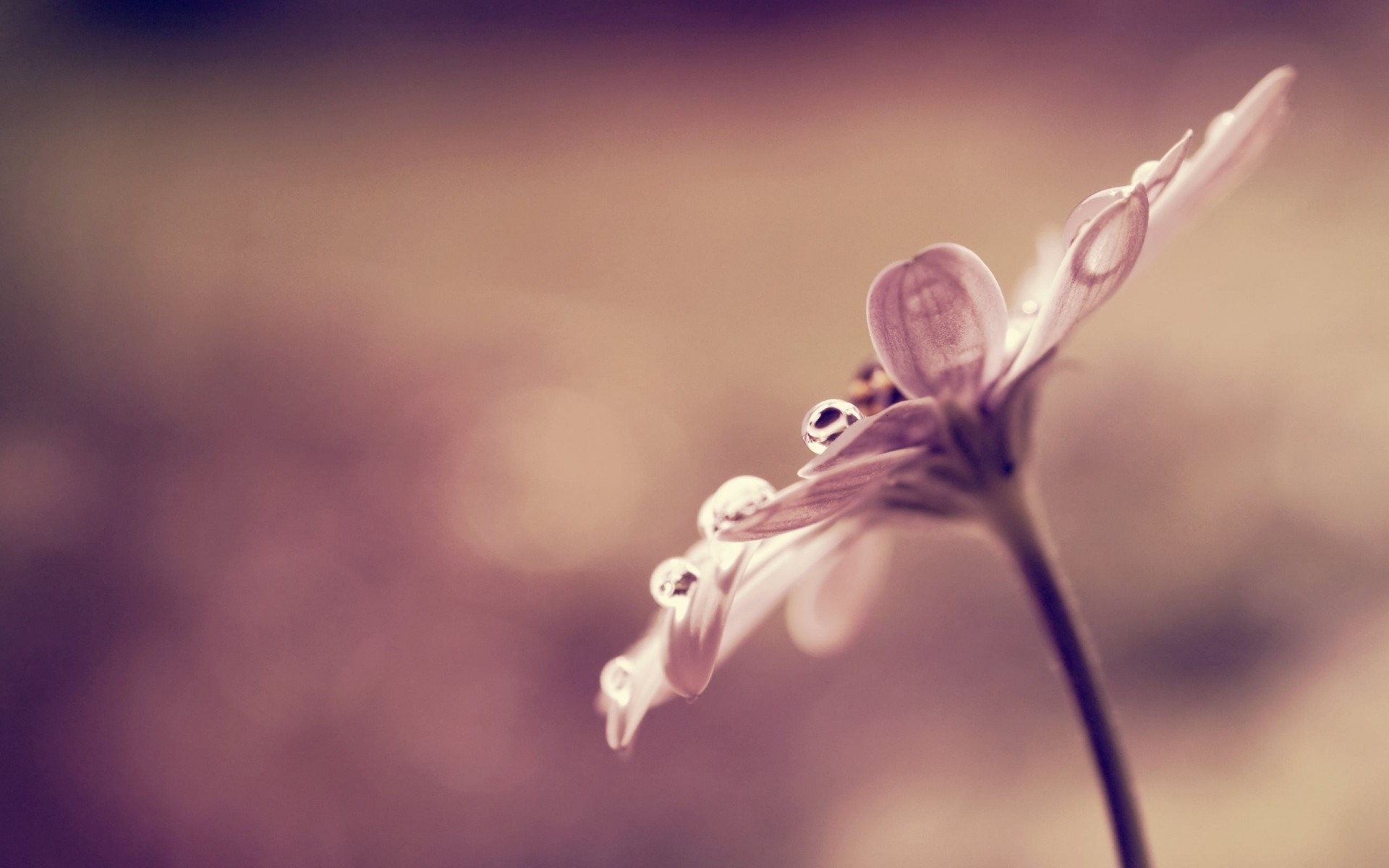 blume tau tropfen makro