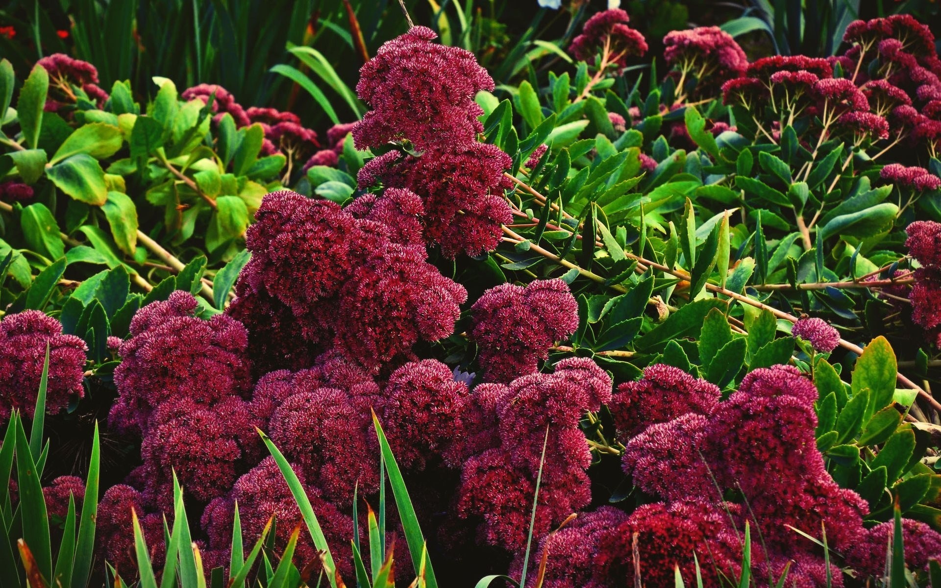 arbusto hoja vegetación flores brillante follaje