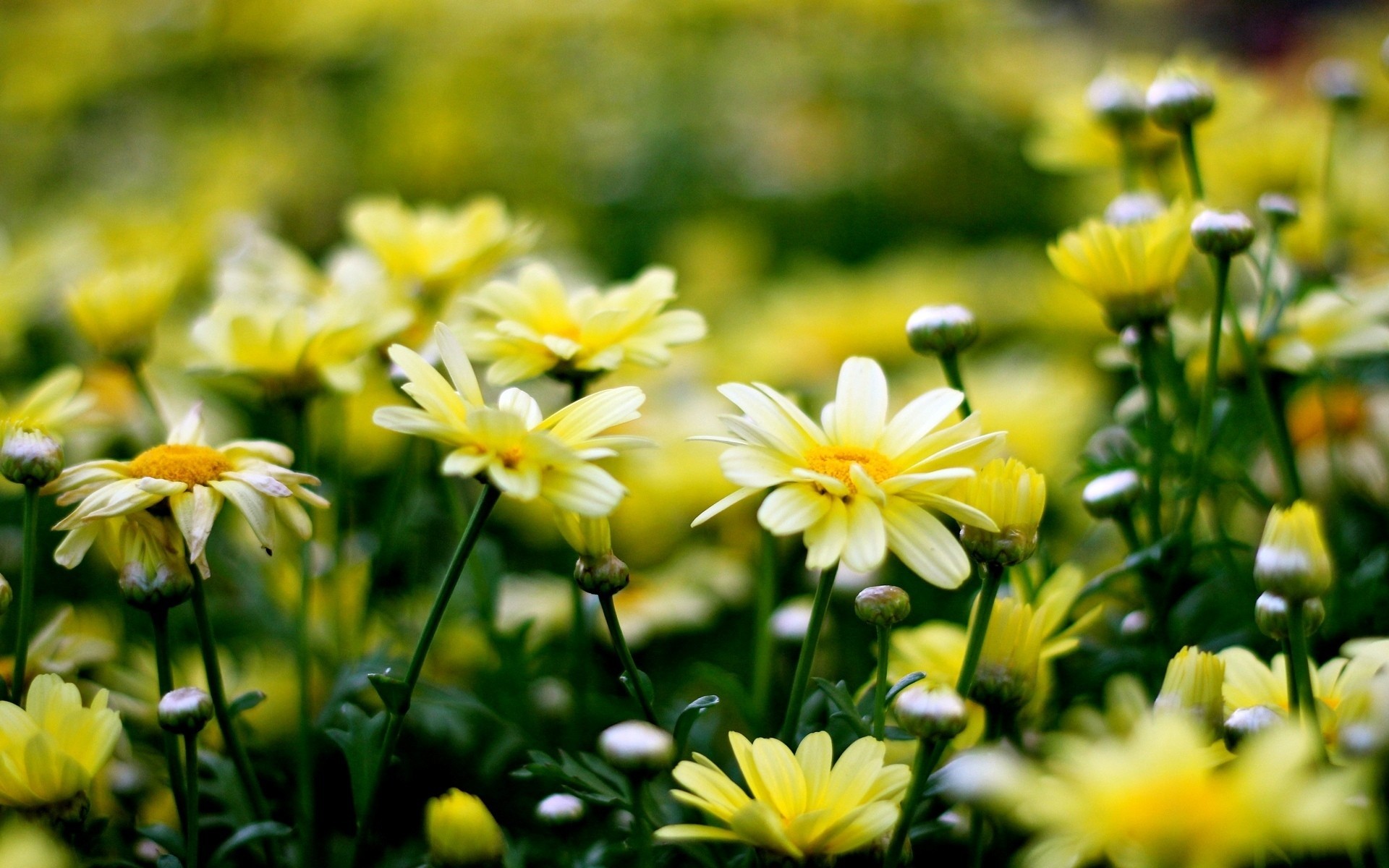 fleurs fond papier peint jaune fleur