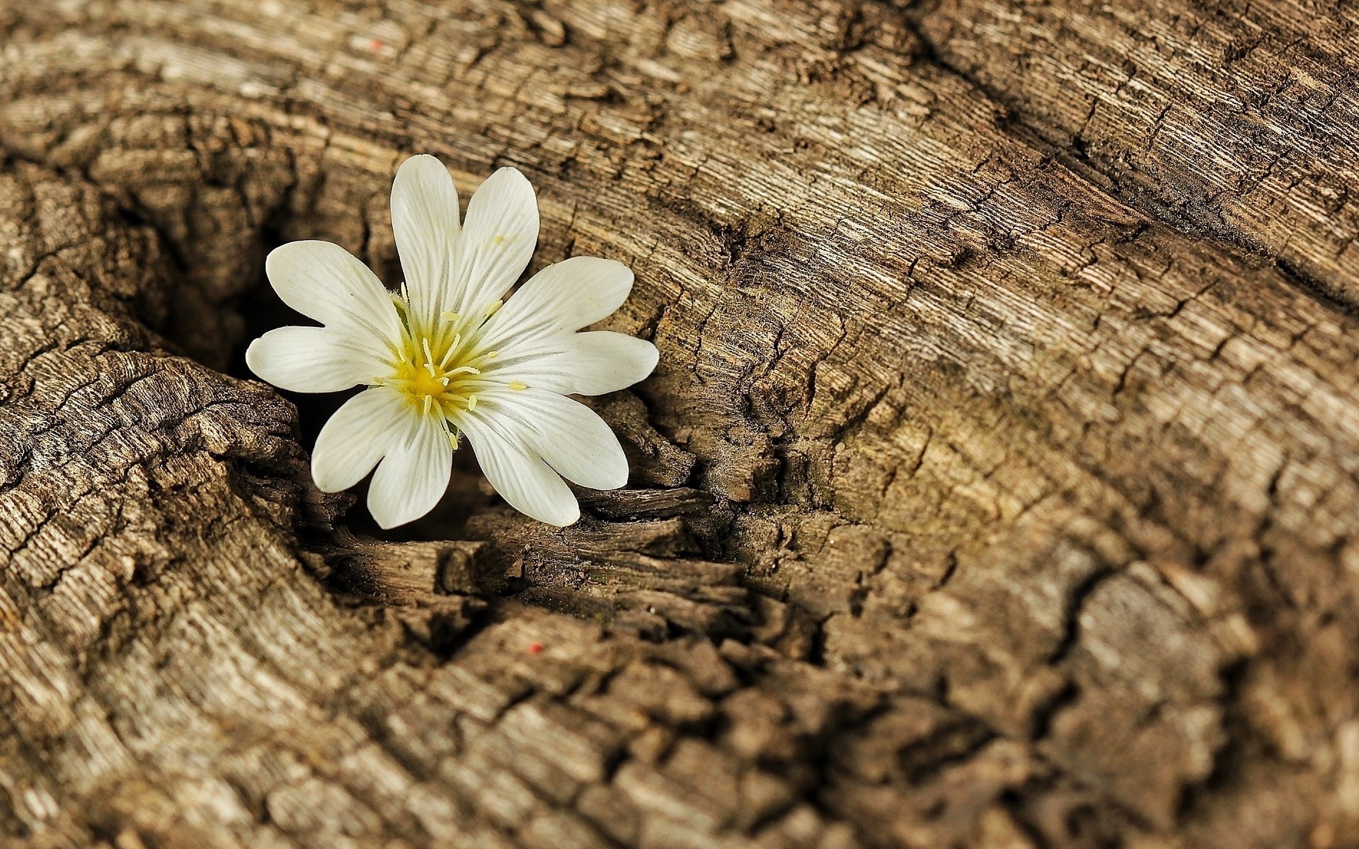 flor árbol corteza flores papel pintado fondo