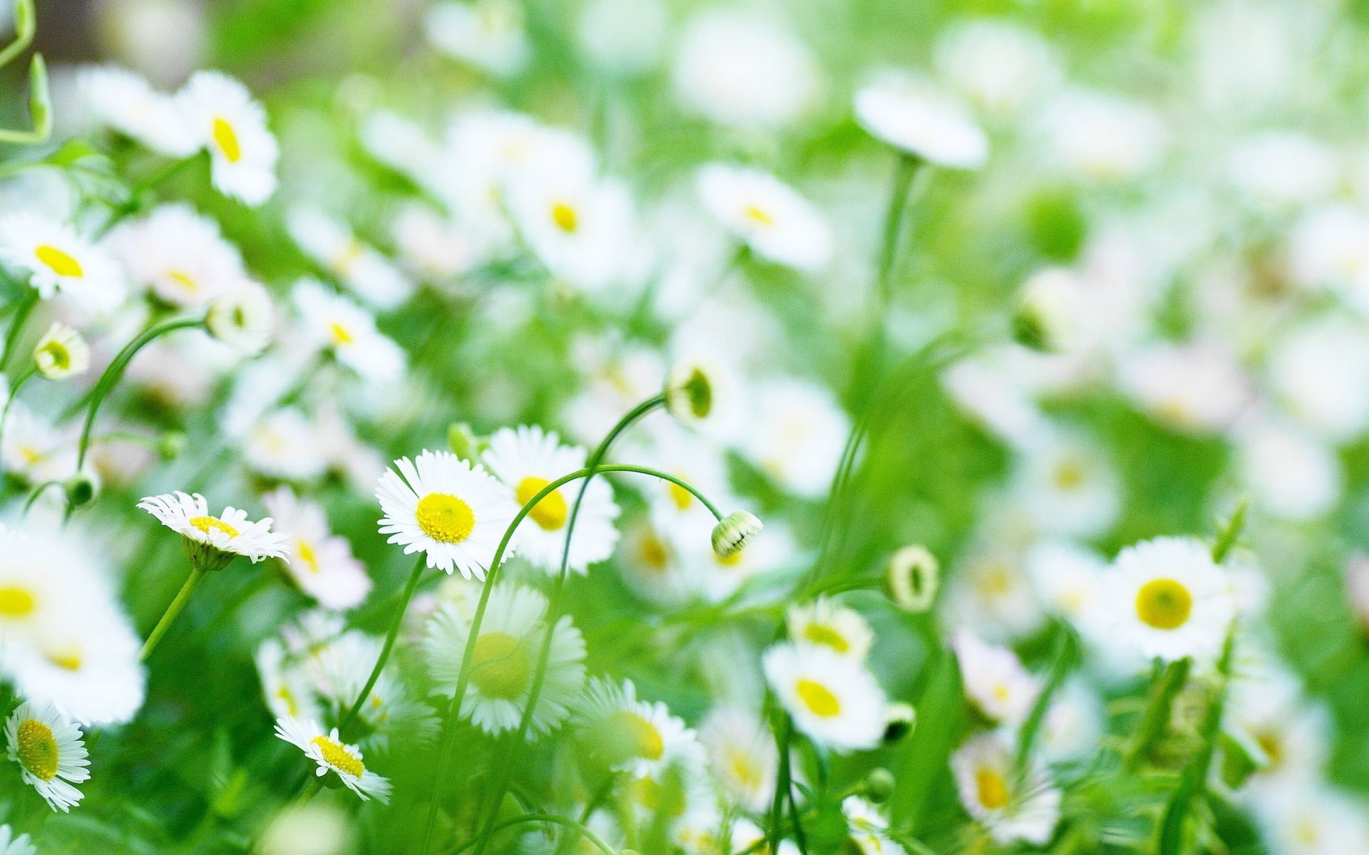 daisy chamomile flower