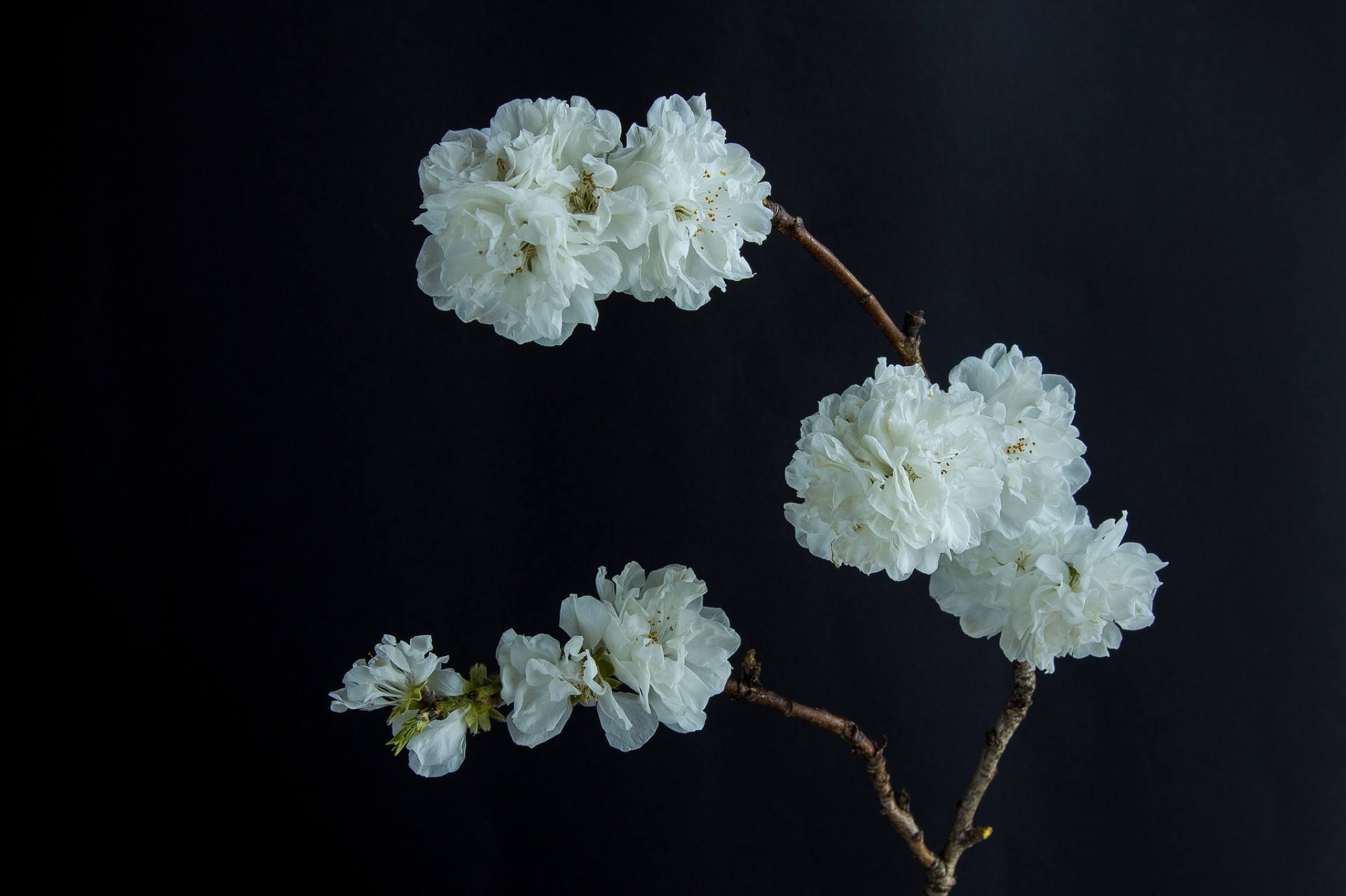 black background white bloom flower branch